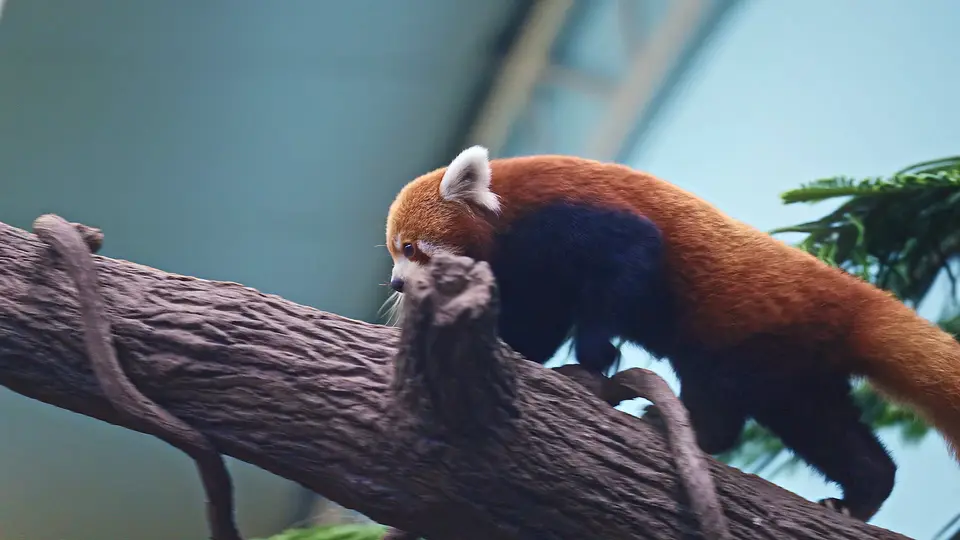 Frame 4 from Mandai Wildlife Reserve: Explore
