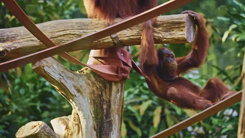 Frame 5 from Mandai Wildlife Reserve: Explore