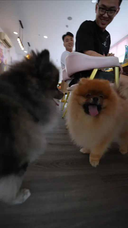 Frame 6 from Manulife: Pawrents Day